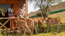 Private Day Tour in Serval Wildlife and Kikuletwa Hot Spring
