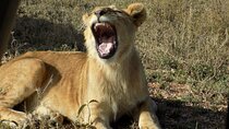 Enjoy a Private Day Trip to Lake Manyara National Park. 