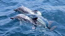 Hurghada Dolphin House: Full-Day Snorkeling & Boat Experience