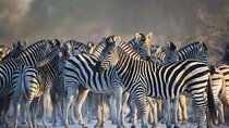Private Full Day Guided Big-Five Safari Tour in Cape Town
