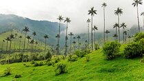 Full Day Private Tour to Valle del Cócora and Salento