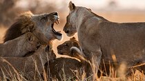 13 Days and 12 Nights Tour in Kenya and Tanzania Safari