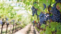 Private Wine Tour in Sedona, Arizona