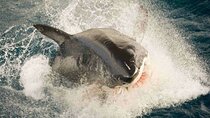 Great white, whales, dolphins, 10 hour discovery South Africa 