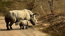 4 Days Masai mara and Lake Nakuru Safari from Nairobi