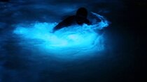 Private Guided Night Tour of Luminous Lagoon in Montego Bay