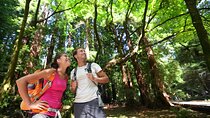 Redwood Retreat: Tour to Muir Woods from San Francisco