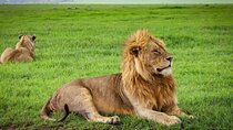 5 Days Private Camping Safari in Tanzania