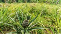 Zanzibar: Walking Spice Tour with Guide