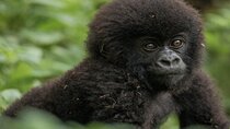 3-Day Private Rwanda Gorilla and Sightseeing Tour 