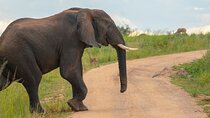 10 Days Private Uganda Safari with Pick-up