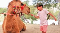 Guided Canyon Camel Ride in Wild Canyon Adventure Park