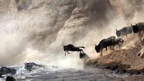 2 Days Maasai Mara National Reserve Private Safari from Nairobi