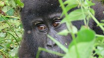 5-Day Bwindi Gorilla and Chimpanzee Trekking Safari in Uganda