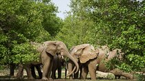  2 Days 1 Night Wildlife Safari at Mole Park (Round trip flights)