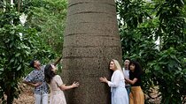 Guided Aboriginal Cultural Tour of Adelaide Botanic Garden