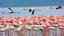 3 Days Birdwatching Safari on 4x4 Land Cruiser Jeep