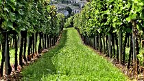 Crete Wine Discovery Tour: Exploring Culture, Traditions, Flavors