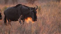 Day Trip To Lake Manyara National Park