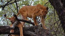 2-Day Sublime Safari to Tarangire and Ngorongoro Safari