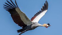 5-Day Wildlife Adventures Northern Circuit Safari