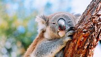 Private Wildlife Waterfalls and Wine Day Tour from Sydney