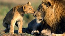 Full-Day Tour in Ngorongoro Crater