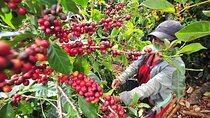 Explore Local Culture and Coffee Tour from Guanacaste