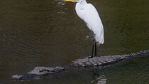 Florida Wildlife Drive Eco Tour with Lunch and Moonshine Tasting