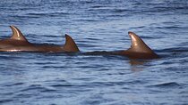 Folly Beach Dolphin Viewing Boat Excursion and Estuary Tour 