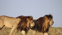 6 Day Safari Tour in Samburu, Ol Pajeta, Masaai Mara in Kenya