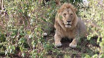 10 Days Private Safari