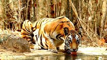Multi Day India Trip with Taj, Tiger and Beach Fun