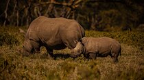 4 Days Private Tour in Lake Nakuru and Maasai Mara Safari