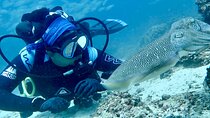 Scuba Diving & Snorkeling Trip in Khorfakkan & Fujairah 