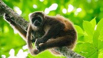 Full Day Private Churute Mangroves Reserve and Cocoa Farm Tour