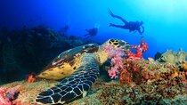 Scuba Diving Tour in Antalya with Lunch and Transfer