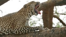7 Days murchison falls with chimp and gorilla safari