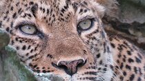 3-Day Queen Elizabeth Park Wildlife Safari plus Chimp Trekking