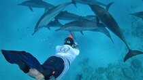 From Hurghada Full Day Dolphin House Trip With Lunch