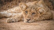 2 Day Guided Murchison Falls And Zziwa Rhino Trekking Safari