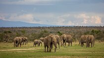 4 Days 3 Nights Private safari to Samburu & Olpejeta from Nairobi