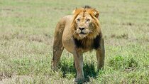 Private Safari to Kibale and Murchison Falls