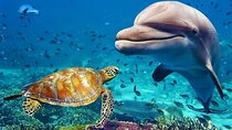 Dubai Aquarium and Underwater Zoo with Penguin Cove Tickets