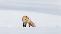 Yellowstone Snowshoe Adventure - Private Tour from Jackson Hole