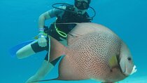 PADI Open Water Diving Certification Course Activity