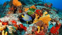 Day Tour at Yalku Inlet and 2 Cenotes From Tulum
