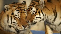From Jaipur Ranthambore Tiger Safari Day Trip