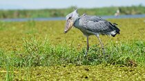 1/2 Mabamba Swamp Shoebill Tour 