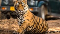 6 Days Golden Tringle Delhi Agra Jaipur Tour With Tiger Safari